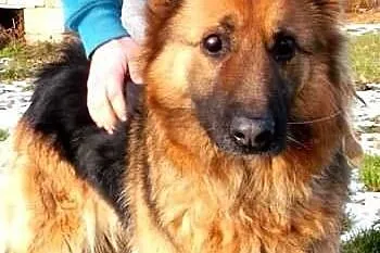 MONA - 3 letnia, piękna sunia w typie owczarka nie
