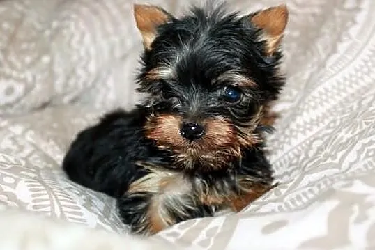 ~~MINI sunia YORK~~