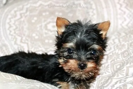~~MINI sunia YORK~~