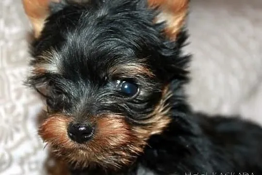 ~~MINI sunia YORK~~