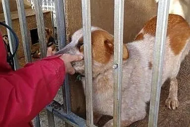 Amfa marzy o domku jakiego nigdy w życiu nie miała