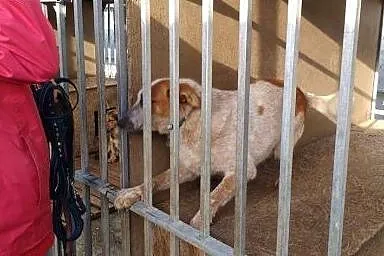 Amfa marzy o domku jakiego nigdy w życiu nie miała
