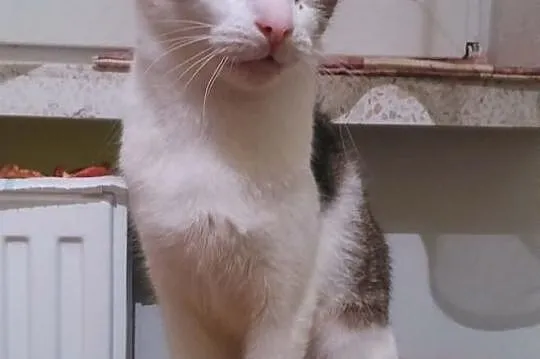 Fraszka do adopcji