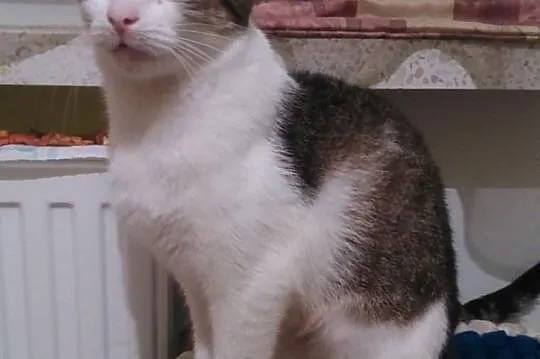 Fraszka do adopcji