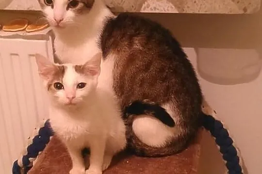 Fraszka do adopcji