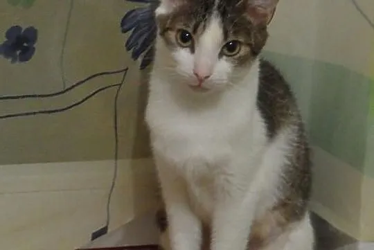 Fraszka do adopcji
