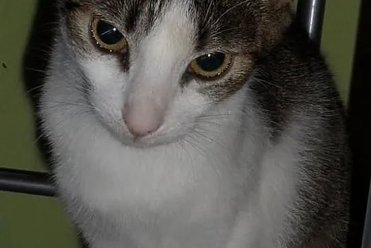 Fraszka do adopcji