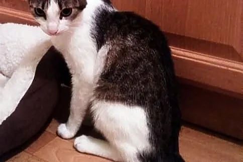 Fraszka do adopcji