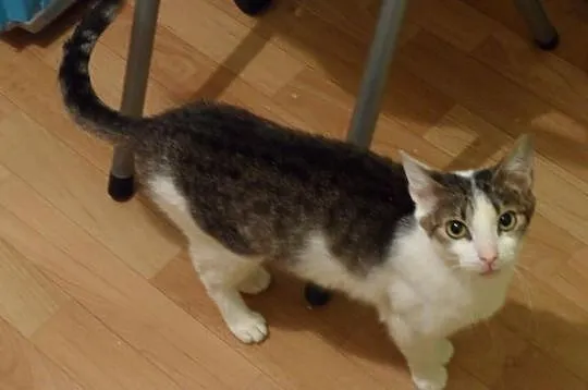 Fraszka do adopcji