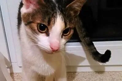 Fraszka do adopcji