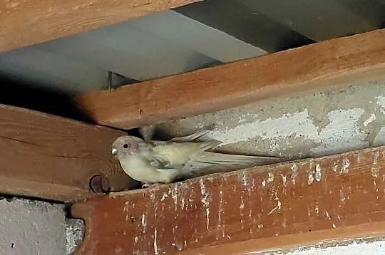Sprzedam papugi modrolotki kozie, Wielkopolskie, Drawsko