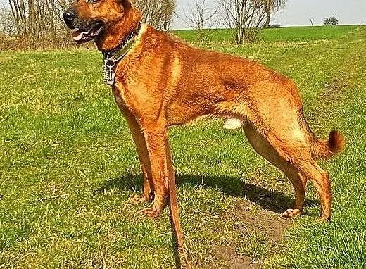 Domownik Korin szuka swojego kąta!, mazowieckie W
