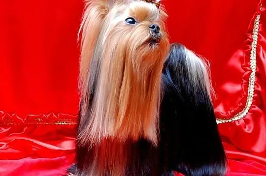 Reproduktor Yorkshire Terrier Mł.Multi Champion