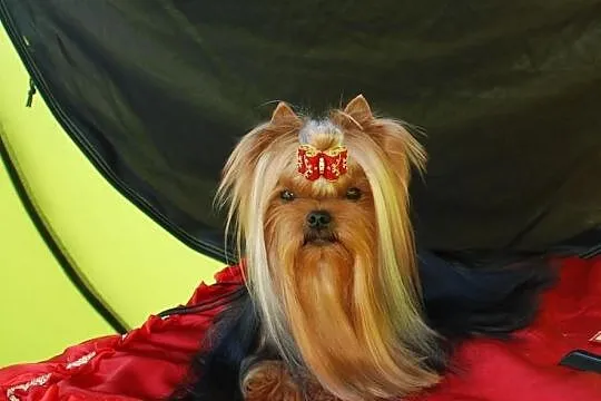 Reproduktor Yorkshire Terrier Mł.Multi Champion