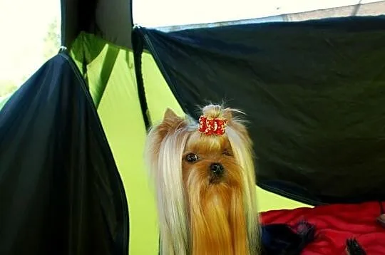 Reproduktor Yorkshire Terrier Mł.Multi Champion