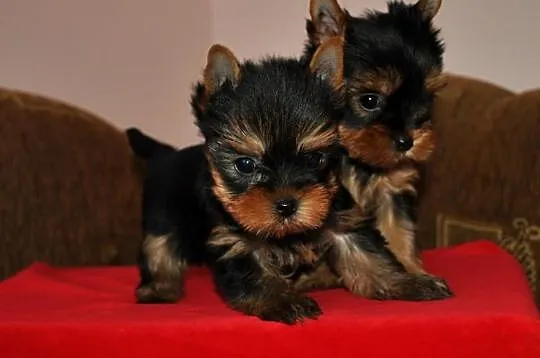 Reproduktor Yorkshire Terrier Mł.Multi Champion