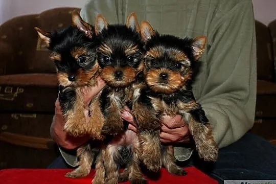 Reproduktor Yorkshire Terrier Mł.Multi Champion