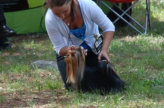 Reproduktor Yorkshire Terrier Mł.Multi Champion