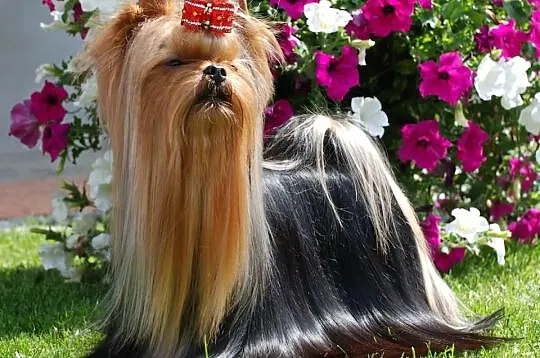 Reproduktor Yorkshire Terrier Mł.Multi Champion