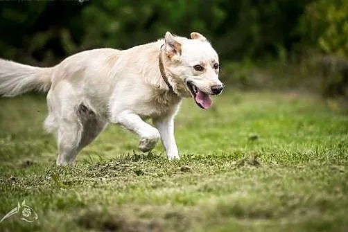 FENDER - psia miłość w najlepszym wydaniu !,  mazowieckie Warszawa