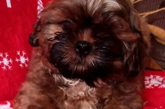 Shih tzu mała czekoladka