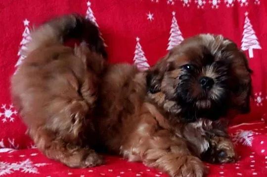 Shih tzu mała czekoladka, Kujawsko-pomorskie, Bydgoszcz