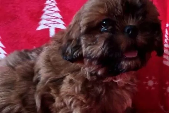 Shih tzu mała czekoladka, Kujawsko-pomorskie, Bydgoszcz