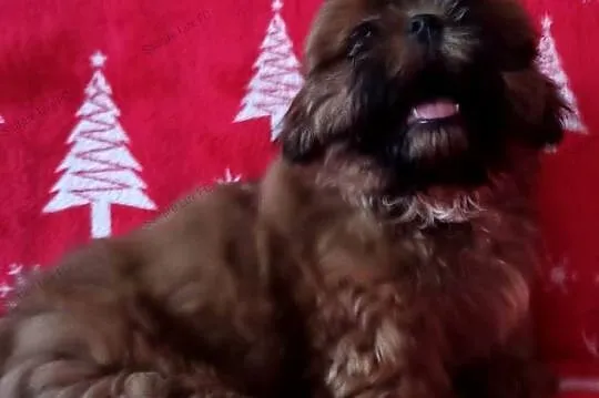 Shih tzu mała czekoladka, Kujawsko-pomorskie, Bydgoszcz