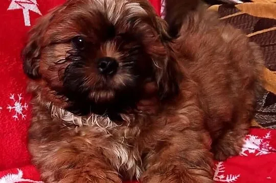 Shih tzu mała czekoladka, Kujawsko-pomorskie, Bydgoszcz