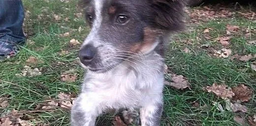 Niepowtarzalny Szczeniak 3 miesięczny szuka domu,