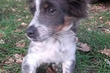 Niepowtarzalny Szczeniak 3 miesięczny szuka domu, 