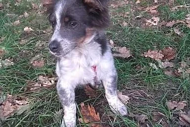 Niepowtarzalny Szczeniak 3 miesięczny szuka domu, 