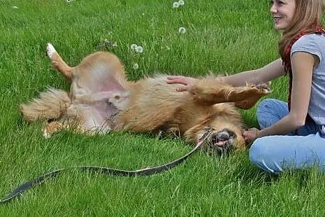 TEDDY - przyjaciel dla całej rodziny :),  mazowiec