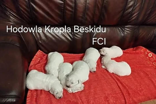 Szczeniaki Polski Owczarek Podhalański, Podkarpackie, Rzeszów
