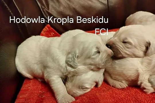 Szczeniaki Polski Owczarek Podhalański, Podkarpackie, Rzeszów