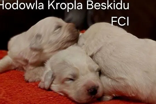 Szczeniaki Polski Owczarek Podhalański, Podkarpackie, Rzeszów