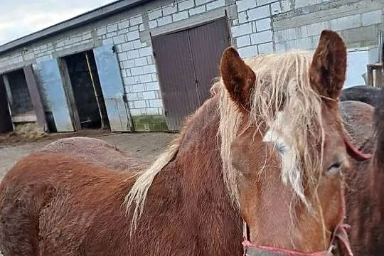 Sprzedam kobyle 6lat, Podlaskie, Łomża