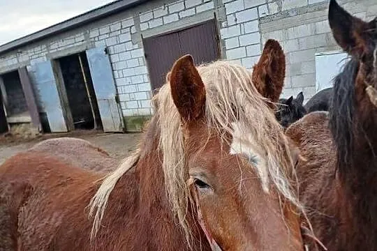 Sprzedam kobyle 6lat, Podlaskie, Łomża