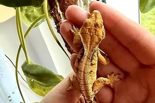 Gekon Orzęsiony  – 11g | Własna hodowla, Dolnośląskie, Żarów