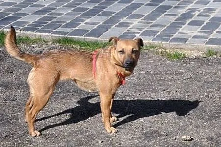 Niewielka sympatyczna sunia szuka domu,  śląskie K