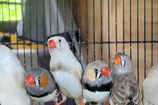 Zeberki australijskie, Dolnośląskie, Wrocław