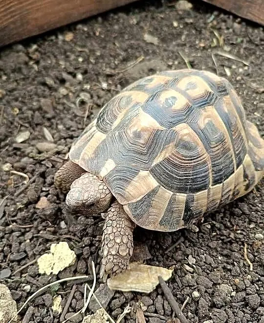 Żółw Grecki Samiec, Śląskie, Psary