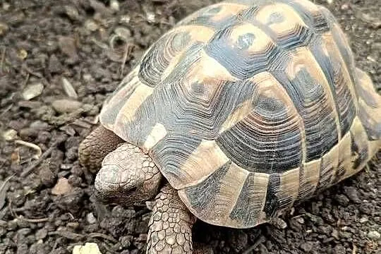 Żółw Grecki Samiec, Śląskie, Psary