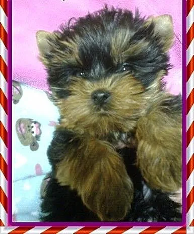 York yorki yorkshire terrier szczeniaki Rzeszów,