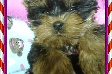 York yorki yorkshire terrier szczeniaki  Rzeszów, 