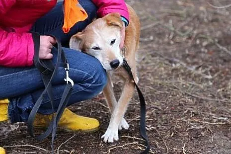 Słodka, wesoła, przytulaśna Amelka szuka domu!,  m