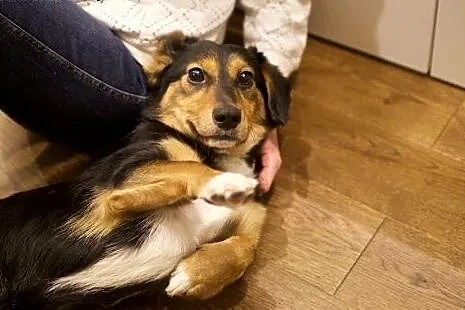 KUMINEK słodki dzieciaczek czeka na domek,  mazowi