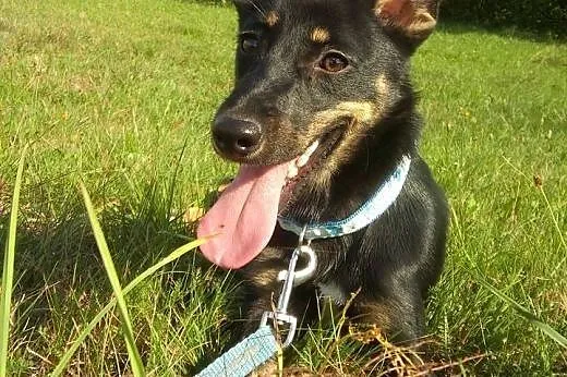 BETI-młoda mx pinczera,adopcja!!,  świętokrzyskie Kielce