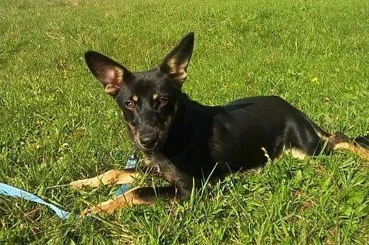 BETI-młoda mx pinczera,adopcja!!,  świętokrzyskie 