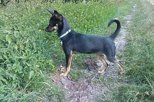 BETI-młoda mx pinczera,adopcja!!,  świętokrzyskie 